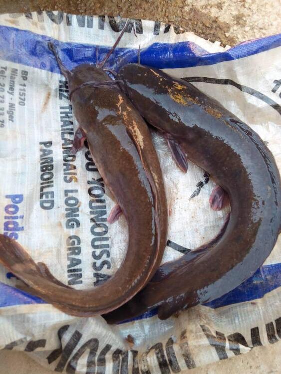cat fish cat fish